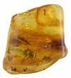 Large Fossil Beetle (Elateridae) In Baltic Amber #50601-1